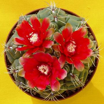 gymnocaycium baldianum01