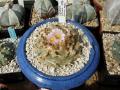 lophophora williamsii04